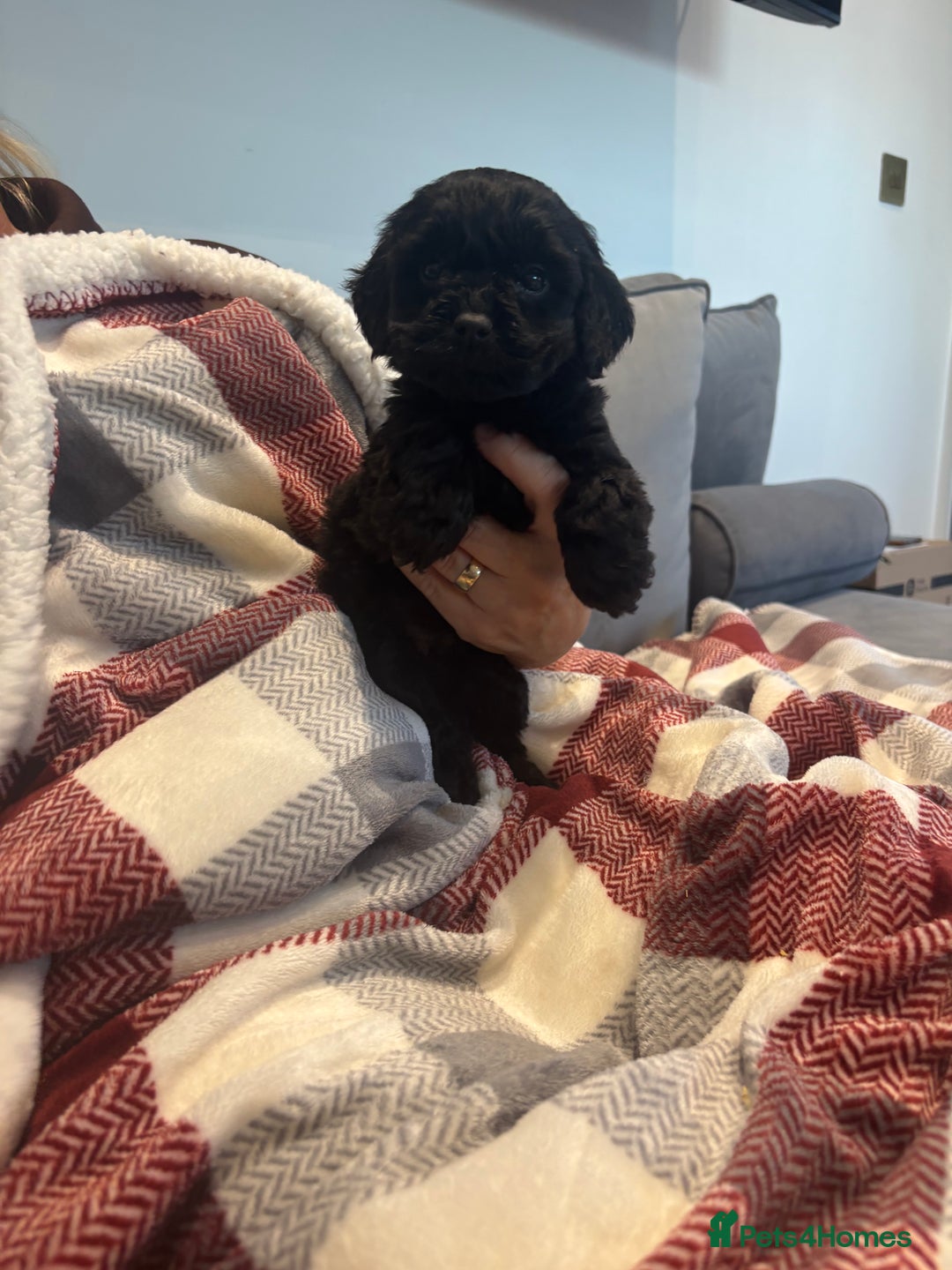 Cockapoo dogs for sale: F1 cockapoos - Advert 3