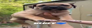 Bluey 