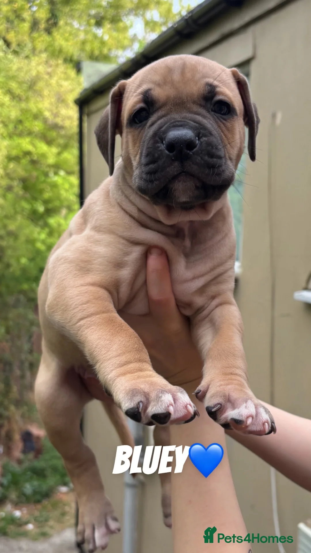 Bandog dogs for sale: Mastiff Bandogge Puppies – Ready 29.9.2026 in Uxbridge - Advert 2