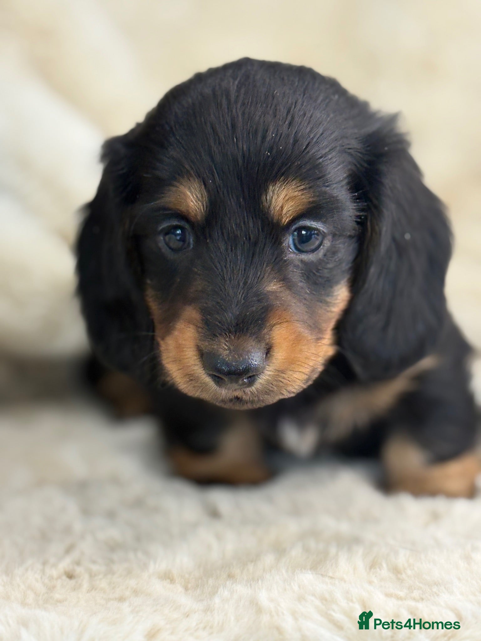 Miniature Dachshund dogs Stunning mini long haired dachshund puppies - Advert 2