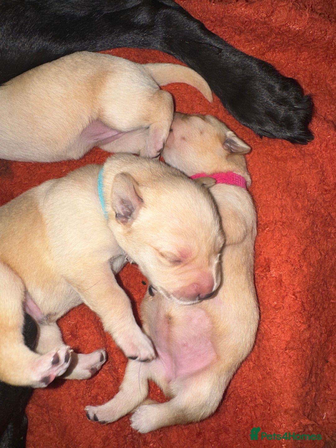 Labrador Retriever dogs for sale: 6 Sweet Labrador Puppies  - Advert 20