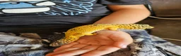 Leopard Gecko reptiles for sale: Sweet timid Leopard gecko and vivarium in Helston - Advert 1