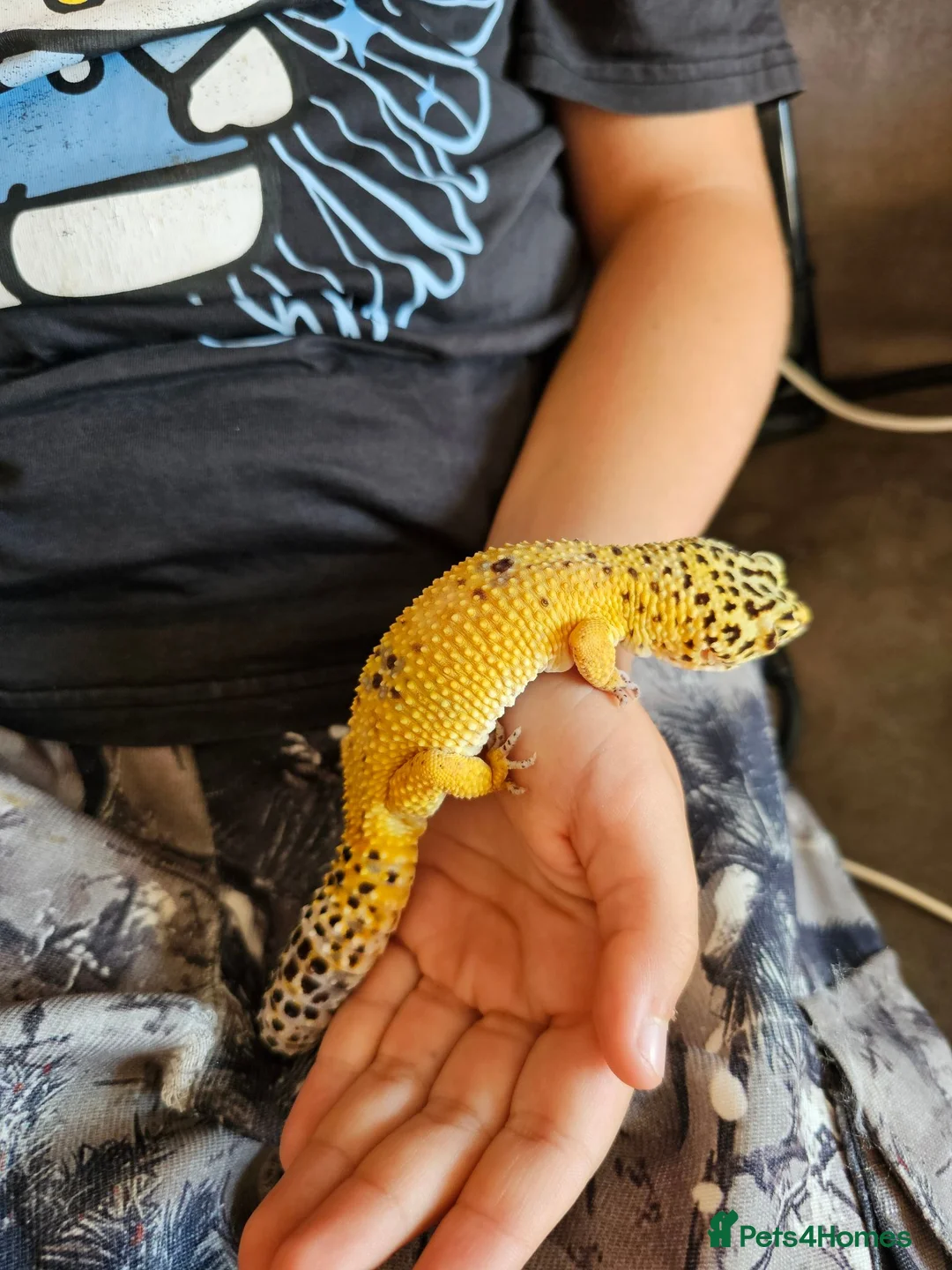 Leopard Gecko reptiles for sale: Sweet timid Leopard gecko and vivarium in Helston - Advert 1