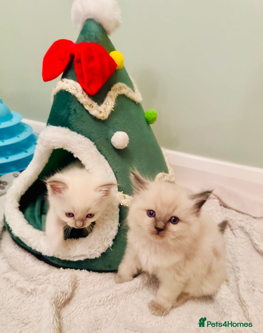 Ragdoll cats for sale: Pure bred blue & lilac point Ragdoll kittens  - Advert 4