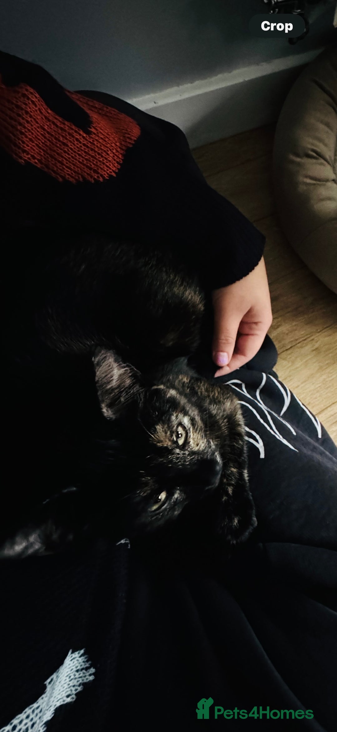 British Shorthair cats for sale: Bonded tortie kittens looking for forever home - Advert 10