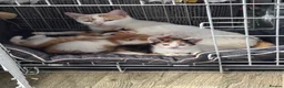 Domestic Shorthair cats for sale: Lovely kittens  - Advert 15