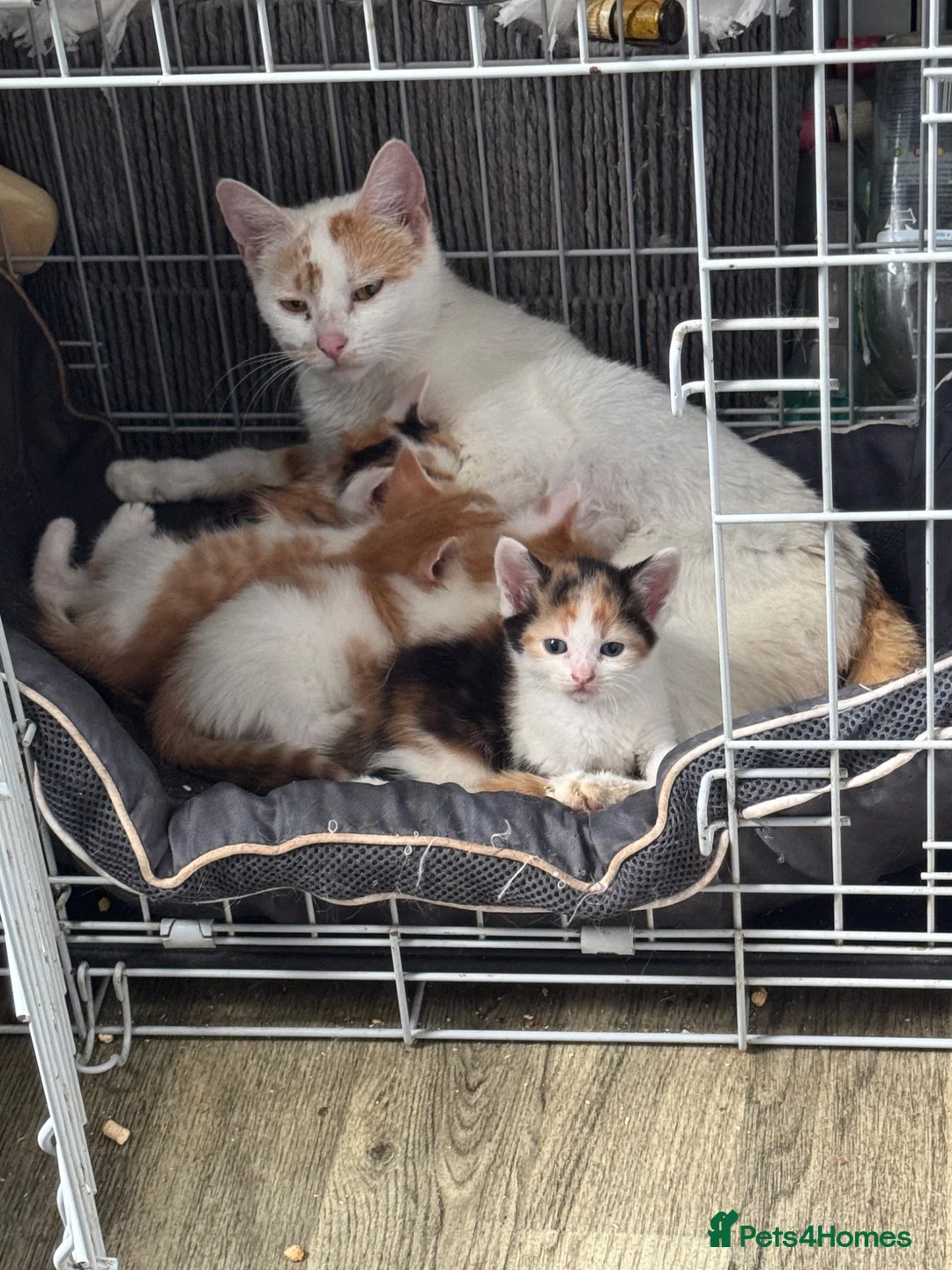 Domestic Shorthair cats for sale: Lovely kittens  - Advert 15