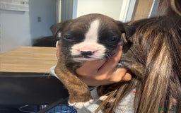 Boxer dogs for sale: Gorgeous Kc Boxer Puppies - Image 13