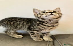 Mixed Breed cats for sale: Sweet natured kittens ready to go - Advert 8