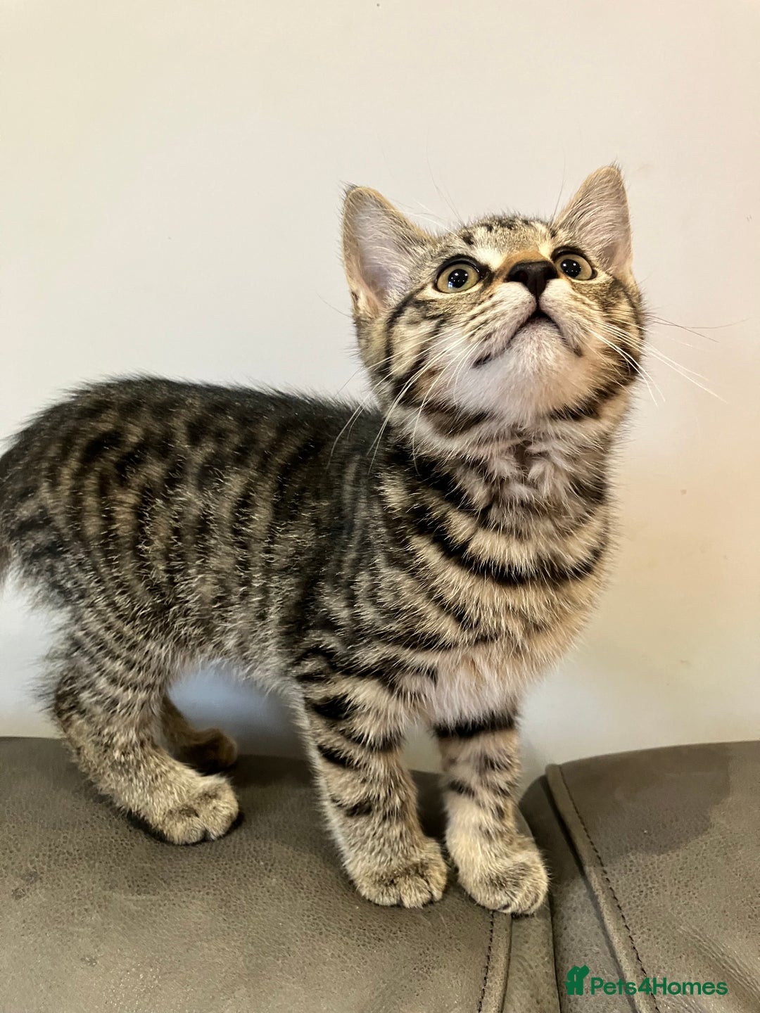 Mixed Breed cats for sale: Sweet natured kittens ready to go - Advert 8