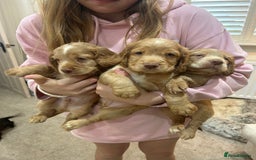 Cocker Spaniel dogs for sale: Beautiful Family-Raised Cockers – Aug 11 Ready - Image 1