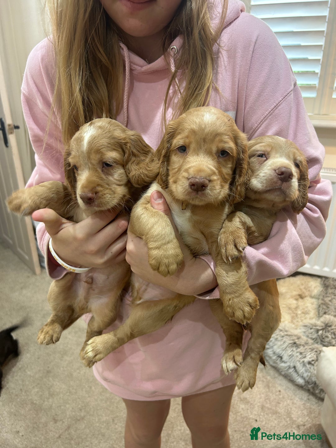 Cocker Spaniel dogs for sale: Beautiful Family-Raised Cockers – Aug 11 Ready - Image 1