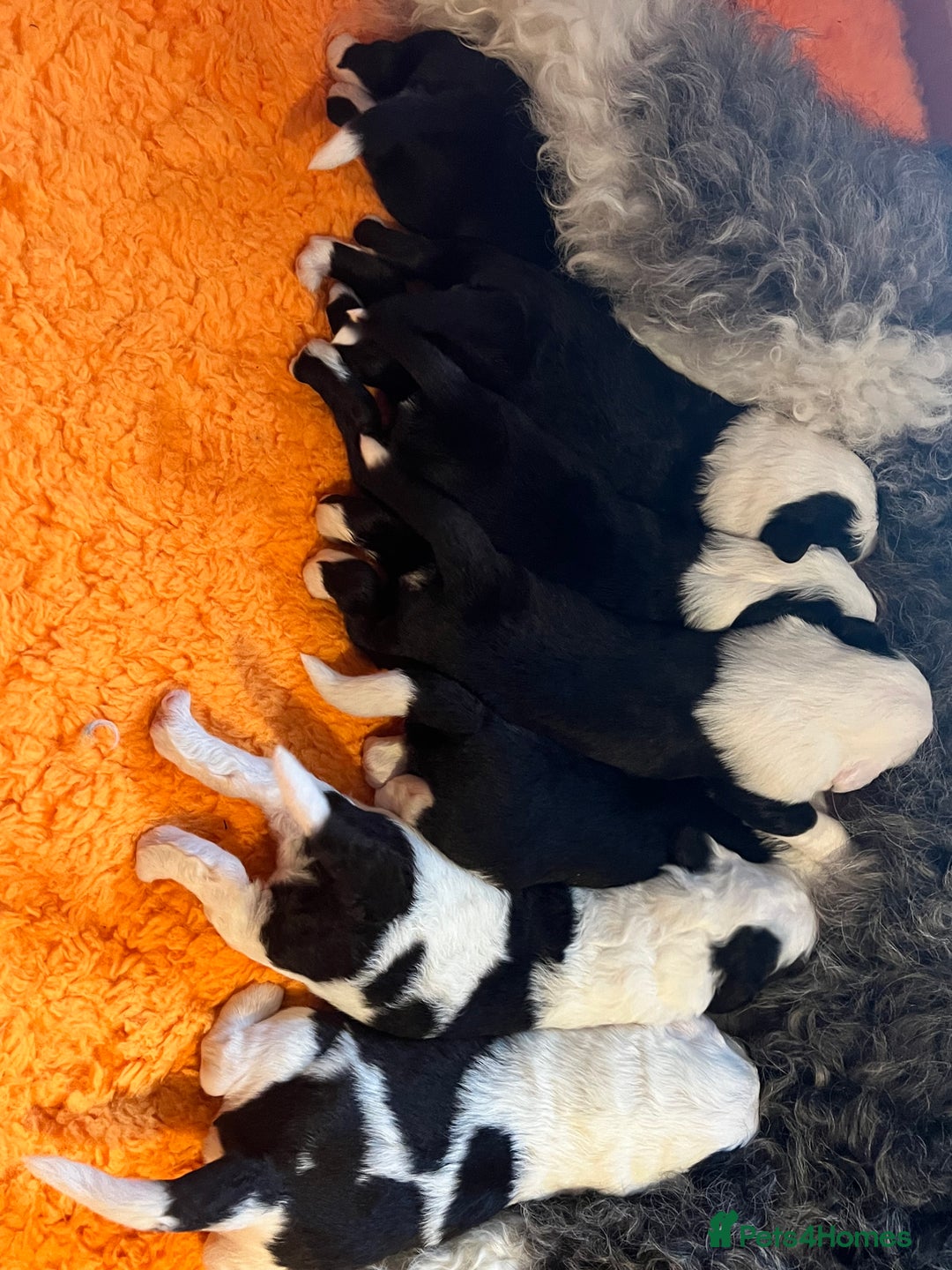 Sheepadoodle dogs for sale: Sheepadoodle Puppies -4 Female, 3 Male - Image 25