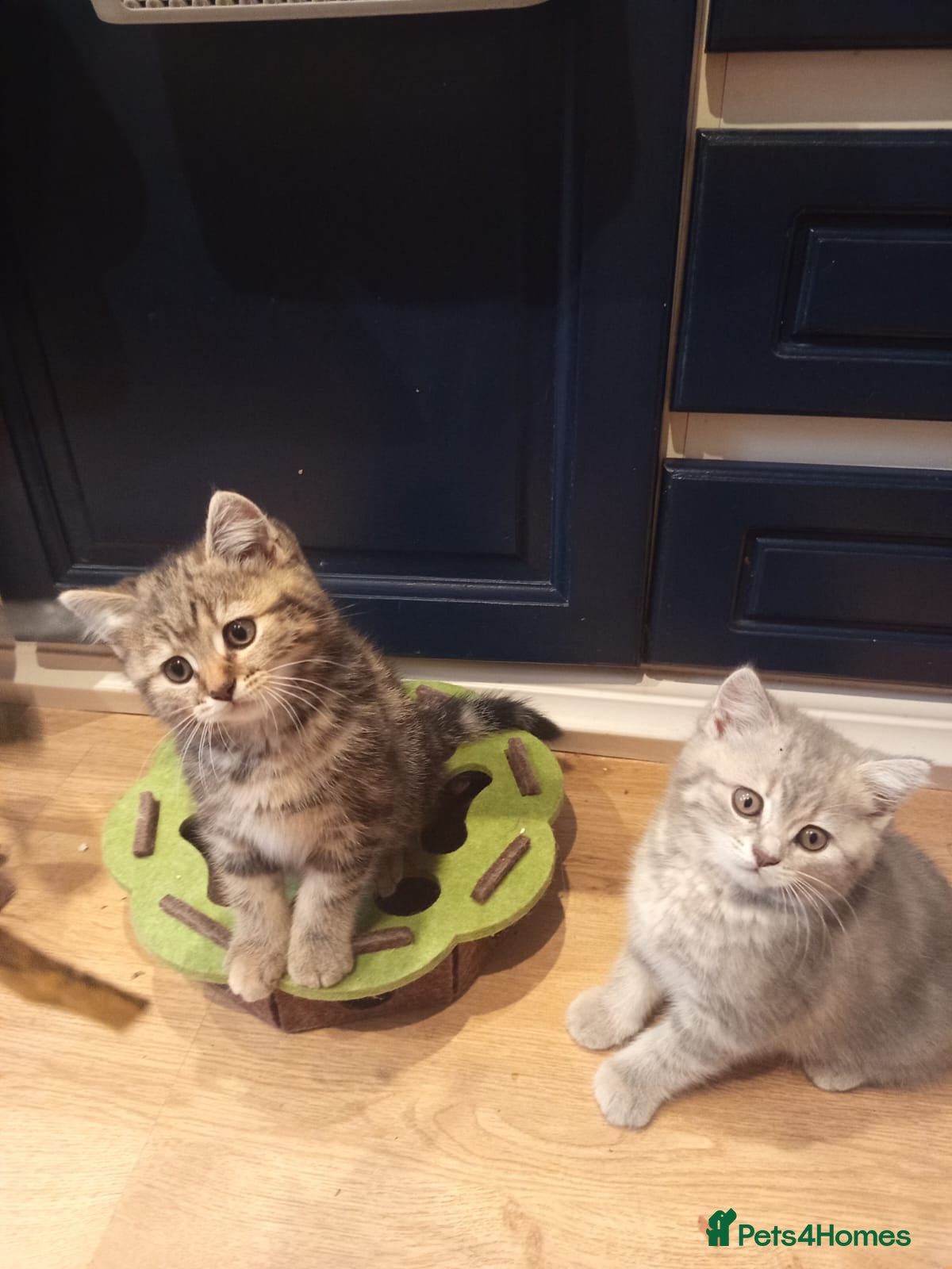 Mixed Breed cats Tabby and blue tortie girls looking forever home  - Advert 18