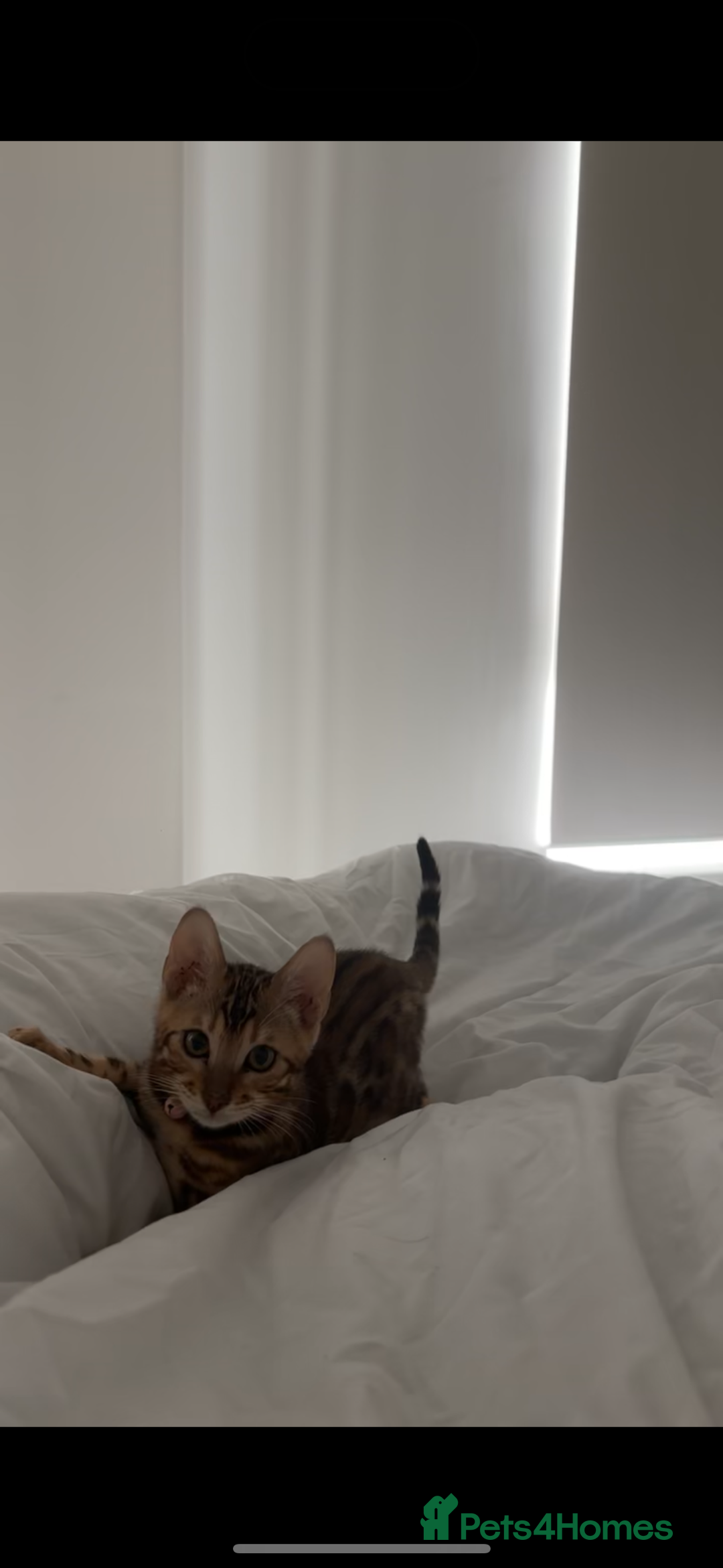 Bengal cats for sale: Bengal kittens  - Image 5