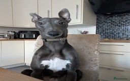 Whippet dogs for stud: Proven KC registered blue whippet for stud in Doncaster - Image 2