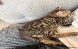 British Shorthair cats for sale: One little BSH X boy available.  - Image 3