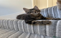 British Longhair cats for sale: Fluffy Male Kitten - Advert 2