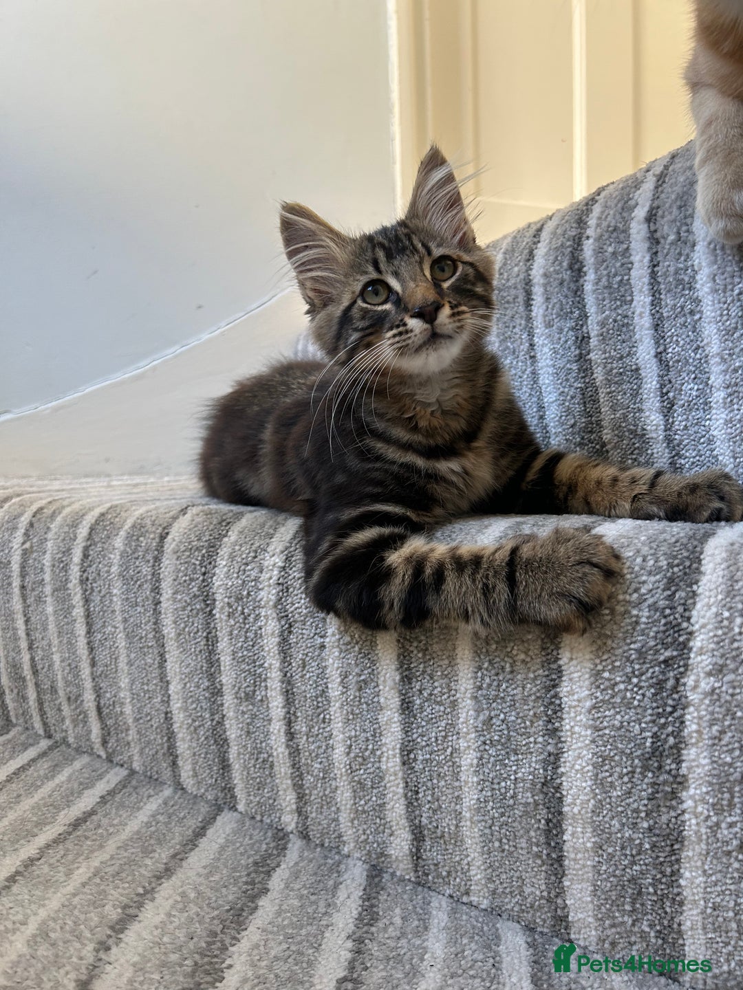 British Longhair cats for sale: Fluffy Male Kitten - Advert 2