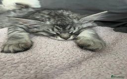 Ragdoll cats for stud: Bluepoint ragdoll stud  in Milton Keynes - Image 28