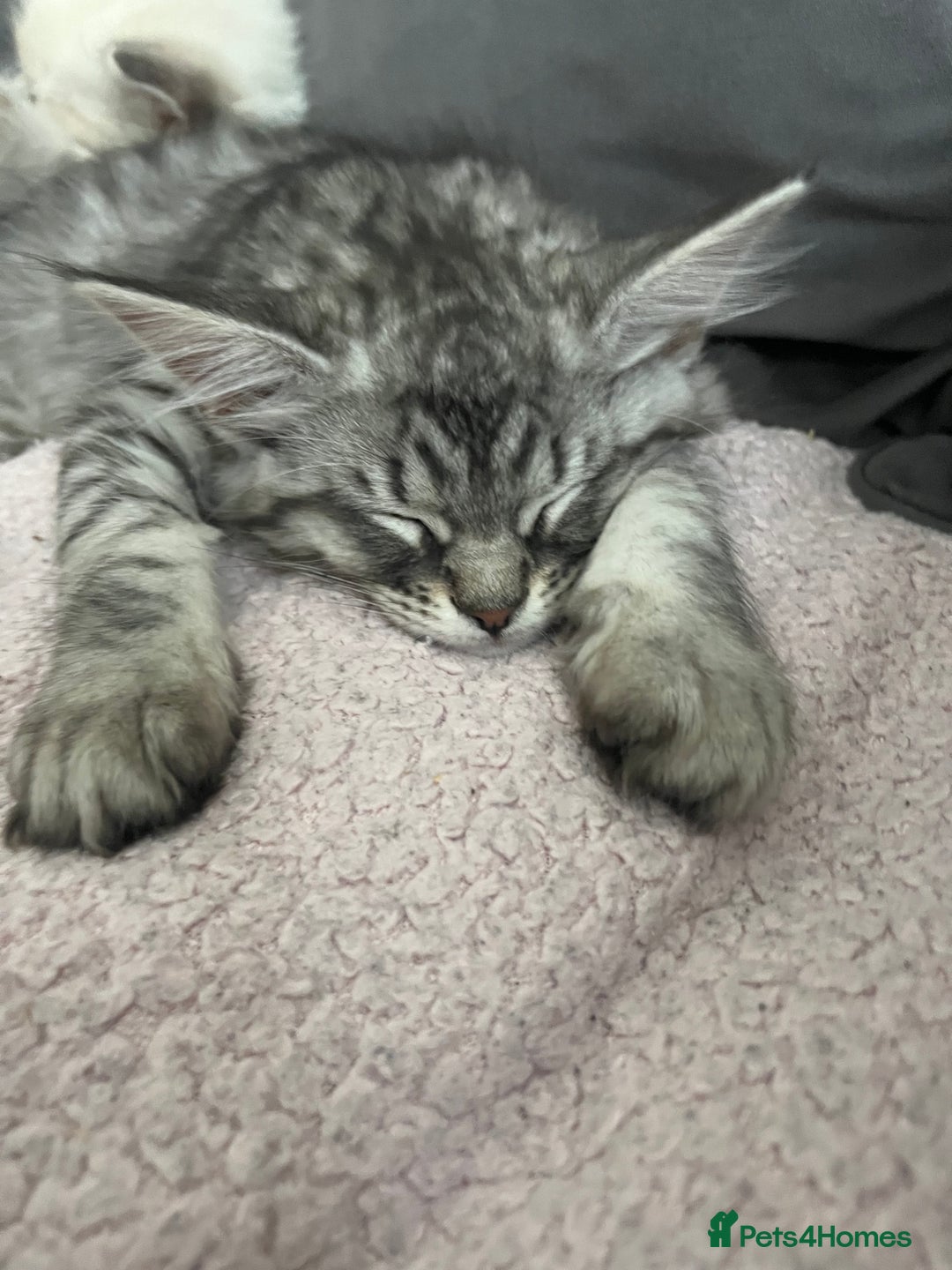 Ragdoll cats for stud: Bluepoint ragdoll stud  in Milton Keynes - Image 28