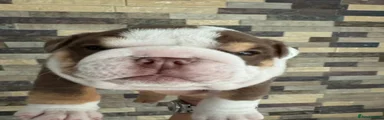 English Bulldog 2