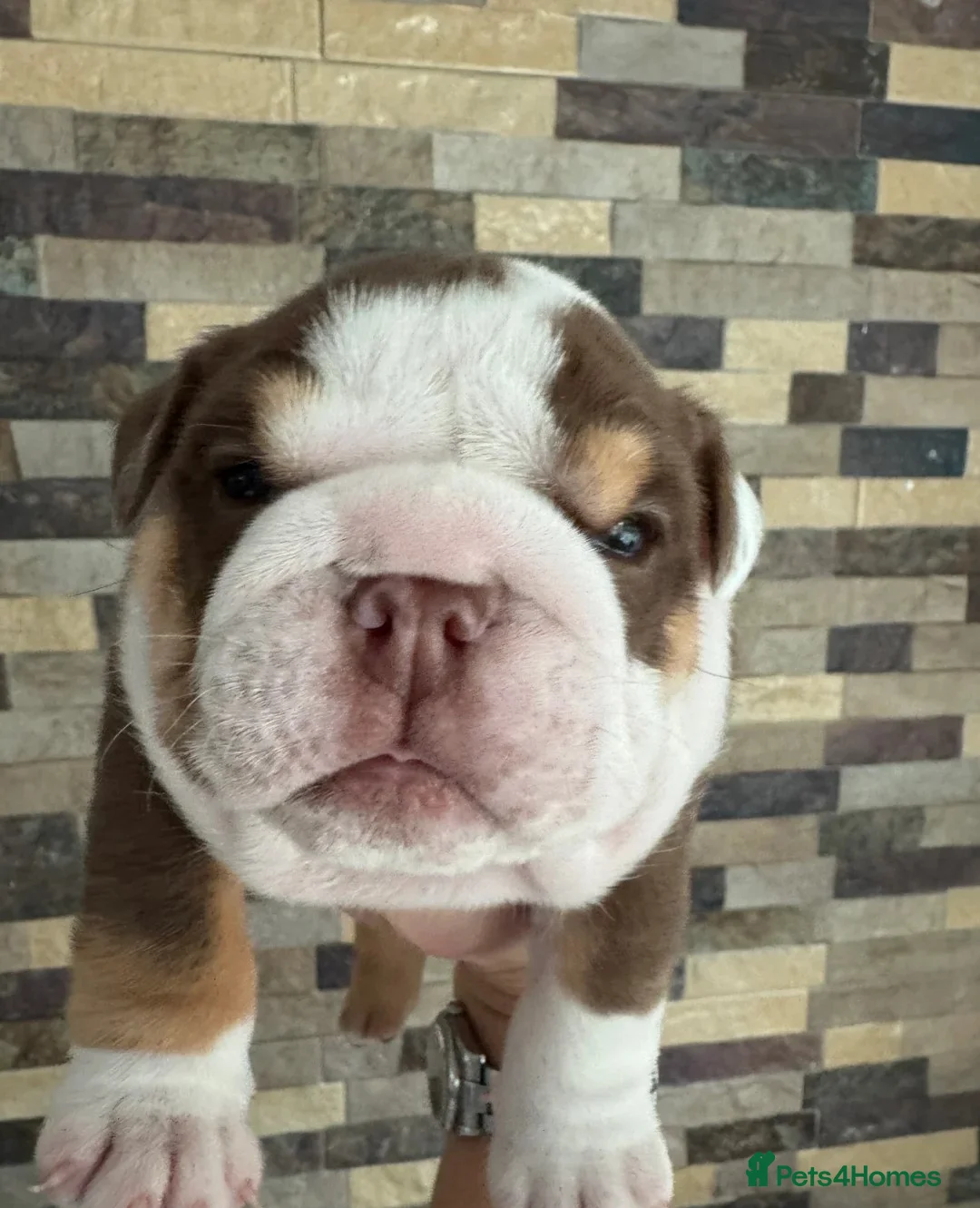 English Bulldog dogs for sale: Outstanding Quality English Bulldog Puppies in Cambridge - Advert 2