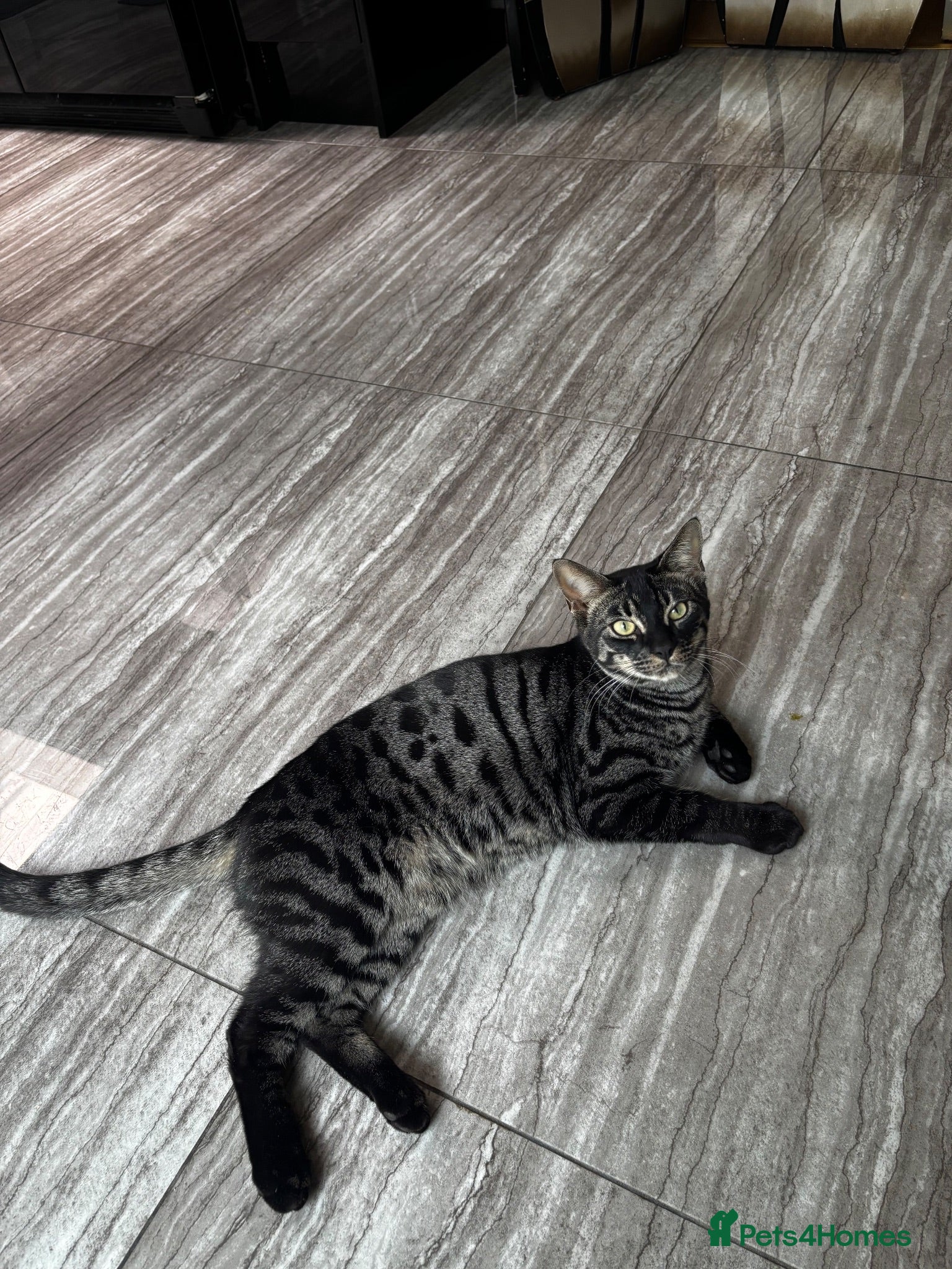 Bengal cats Beautiful 11-Month-Old Bengal Cat  - Advert 5