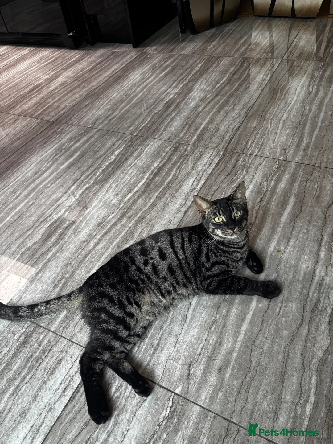 Bengal cats for sale: Beautiful 11-Month-Old Bengal Cat  in Wallington - Advert 1