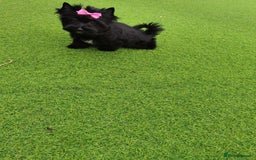 Yorkshire Terrier dogs for sale: Beautiful Yorkshire terrier -1Girl & 1Boy Left🐾 in Billericay - Image 20