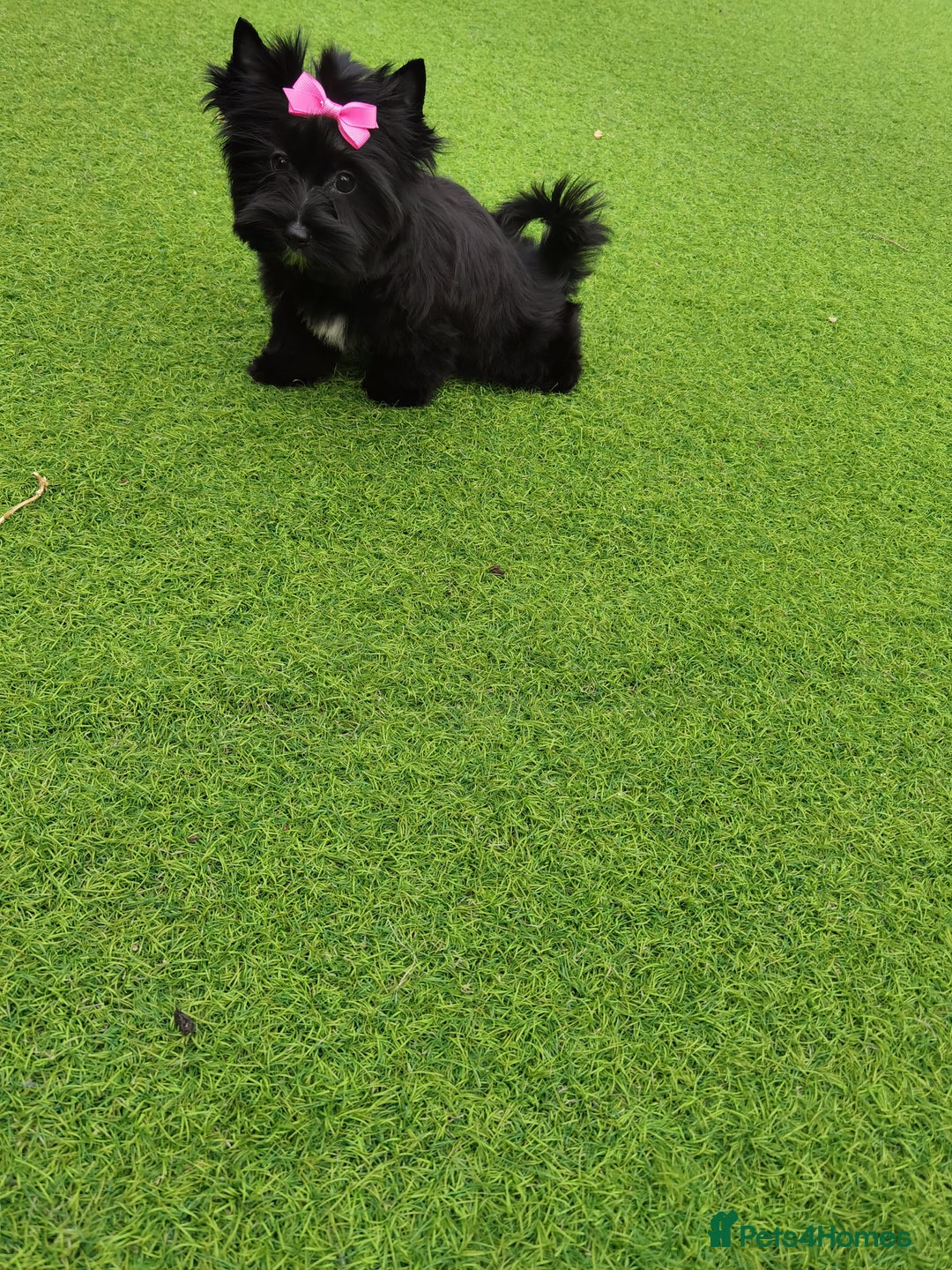 Yorkshire Terrier dogs for sale: Beautiful Yorkshire terrier -1Girl & 1Boy Left🐾 in Billericay - Image 20