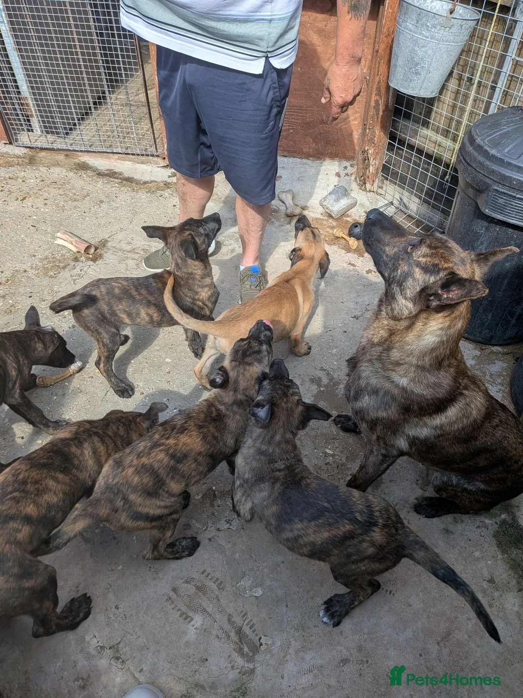 Belgian Shepherd Dog dogs for sale: Belgium mal - Advert 5
