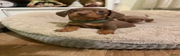 Miniature Dachshund dogs for sale: Gorgeous Chocolate & tan Miniature Dachshunds - Advert 22