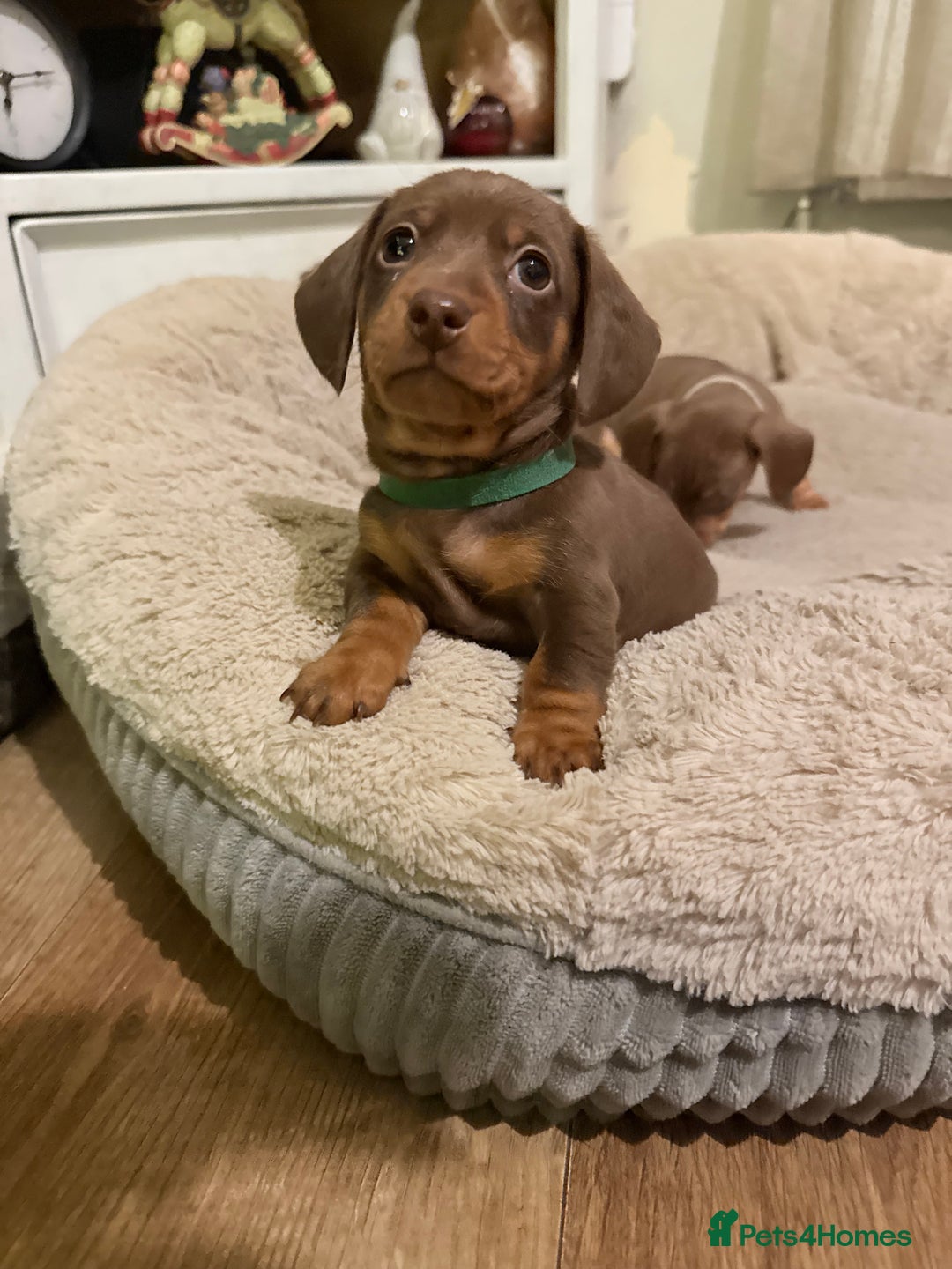 Miniature Dachshund dogs for sale: Gorgeous Chocolate & tan Miniature Dachshunds - Advert 22