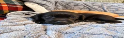 Labrador Retriever dogs for sale: 🐾 Beautiful Labrador Puppies in Welshpool - Advert 12