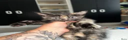 American Shorthair cats for sale: 2 Ginger/Blonde boys , 4 calico girls - Advert 28
