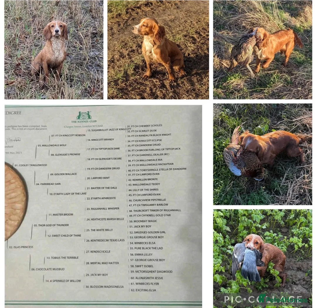 Cocker Spaniel dogs for sale: Lemon and white boy - Advert 7