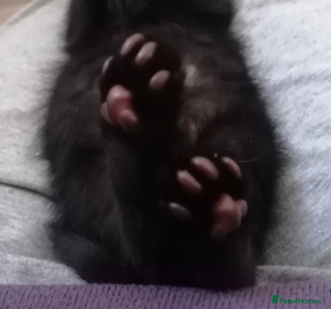 Mixed Breed cats for sale: 2 gorgeous hand reared orphan kittens in Radstock - Advert 2