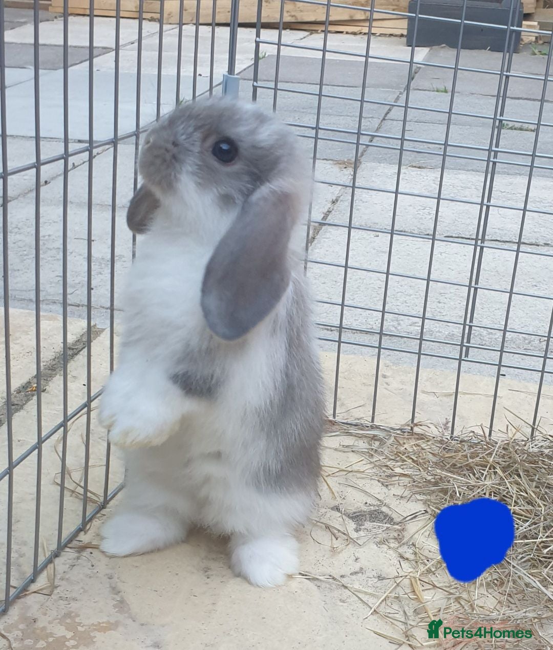 Mini Lop rabbits 2 gorgeous purebred minilops  - Advert 1