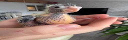 Cockatiels birds for sale: Adorable hand reared cockatiels  in Swindon - Advert 9