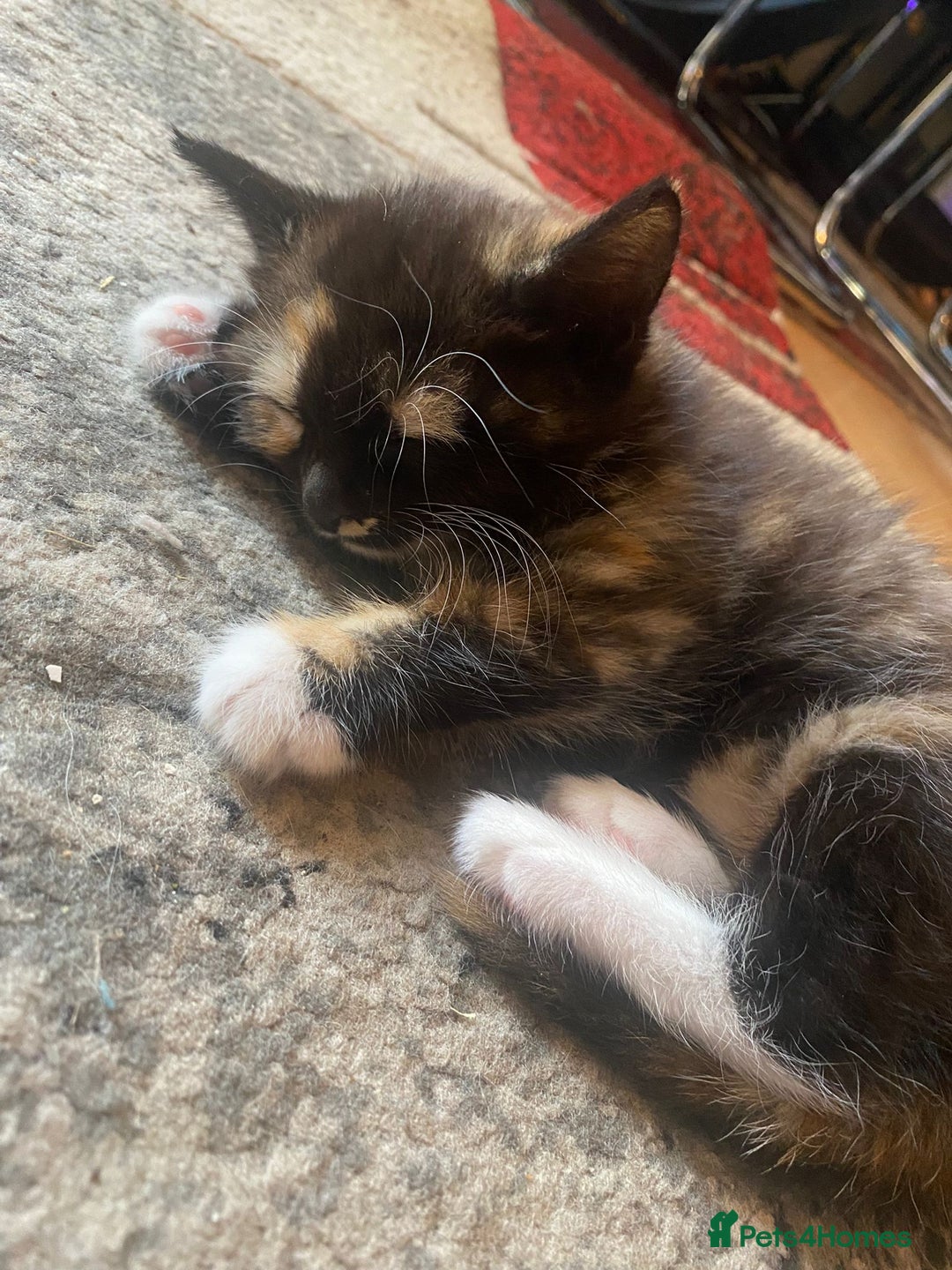 Mixed Breed cats for sale: Kittens ready 26th Aug - Image 11