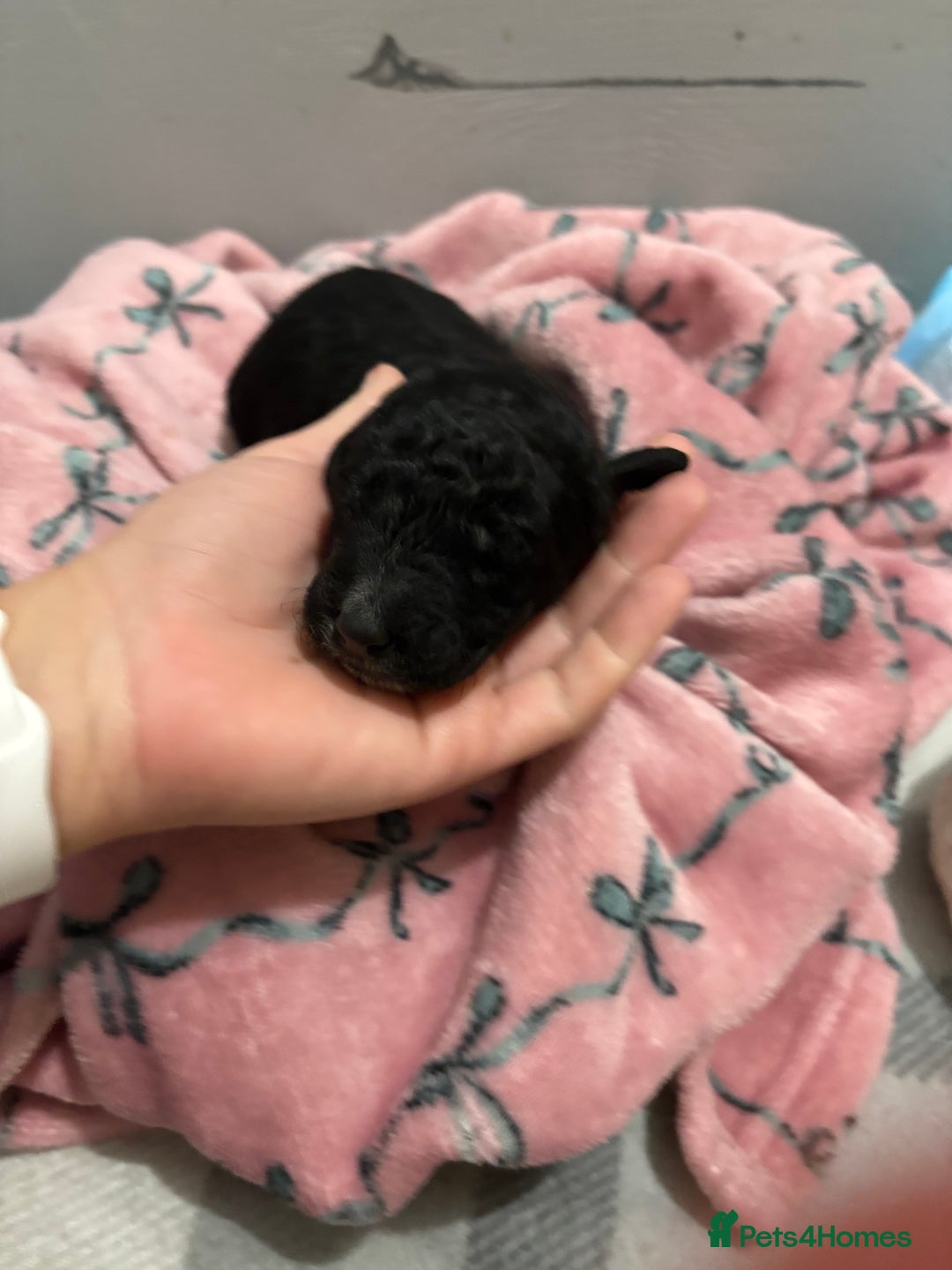 Cockapoo dogs for sale: Cockapoo puppies  - Advert 6