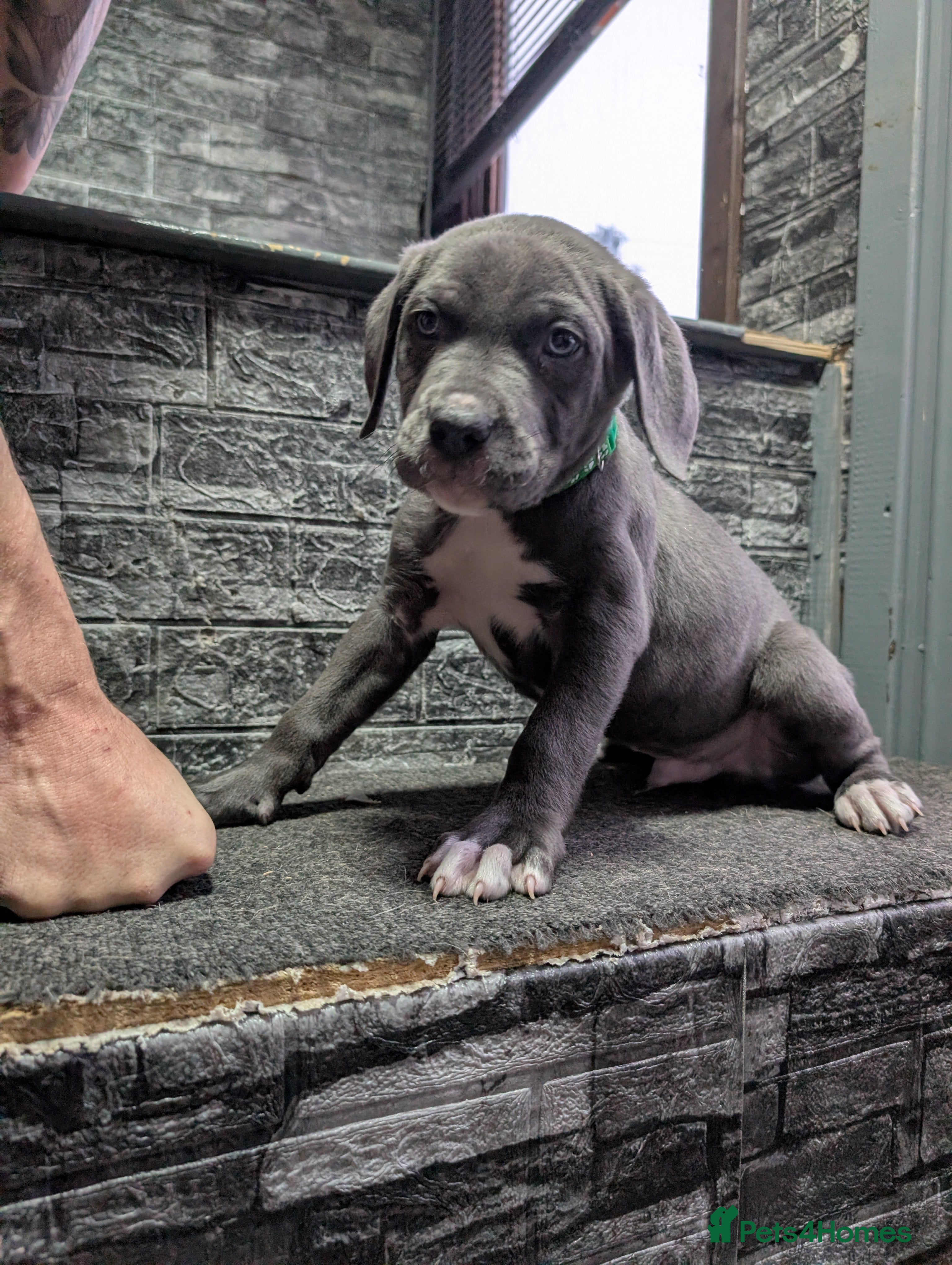 Cane Corso dogs Cane corso puppies  - Advert 1