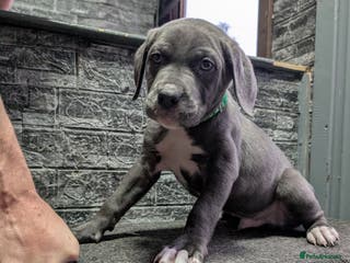 Cane Corso dogs Cane corso puppies - Advert 1