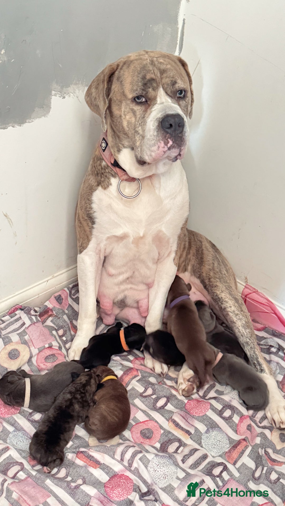 Mixed Breed dogs for sale: Rare breeding American x Bulldog x Cane Corso Pups - Image 5