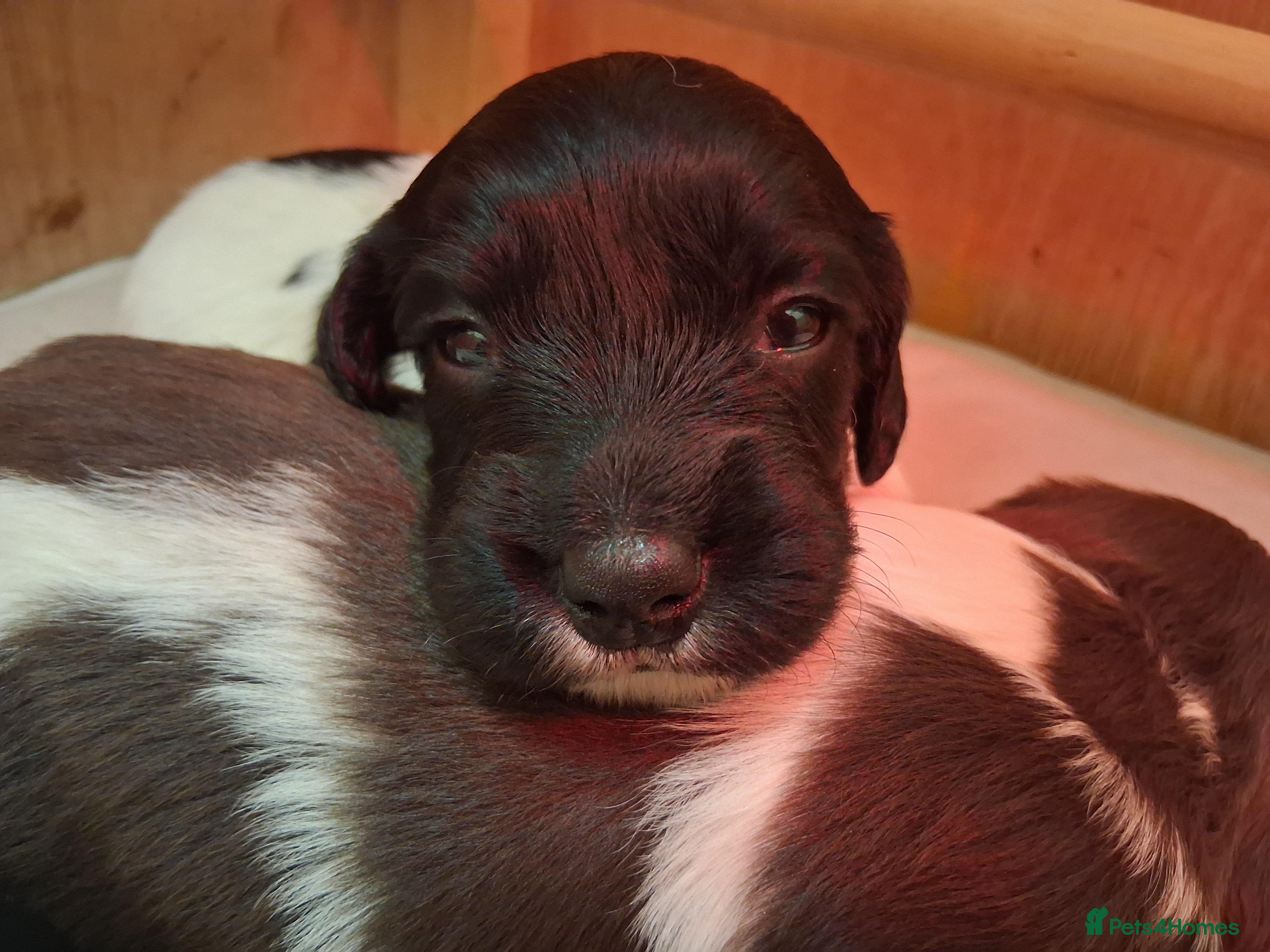 English Springer Spaniel dogs Kc Registered English Springer Spaniels for sale.  - Advert 14