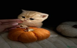 British Shorthair cats for sale: Affectionate lap cats health tested parents  - Image 8