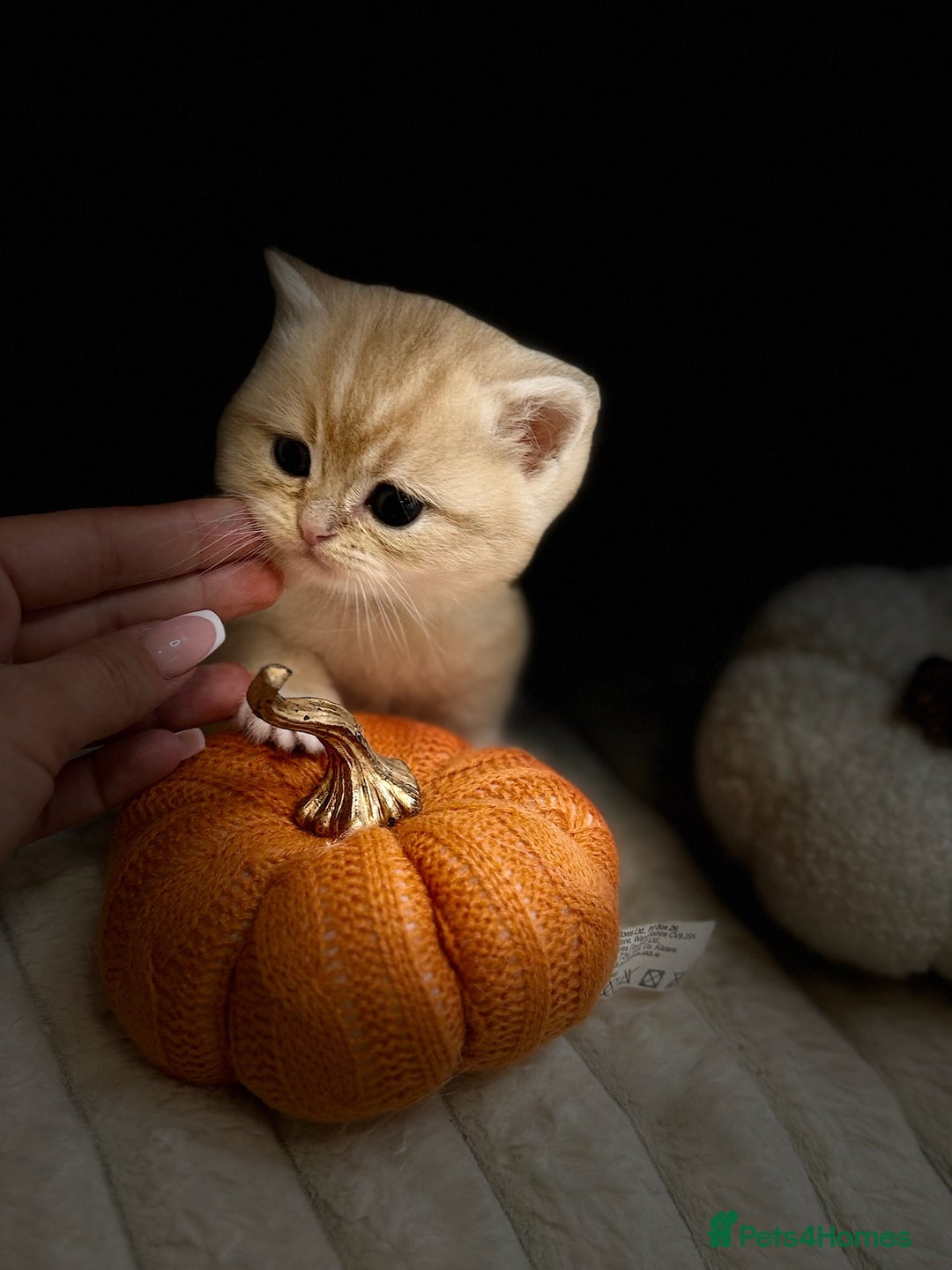 British Shorthair cats for sale: Affectionate lap cats health tested parents  - Image 8