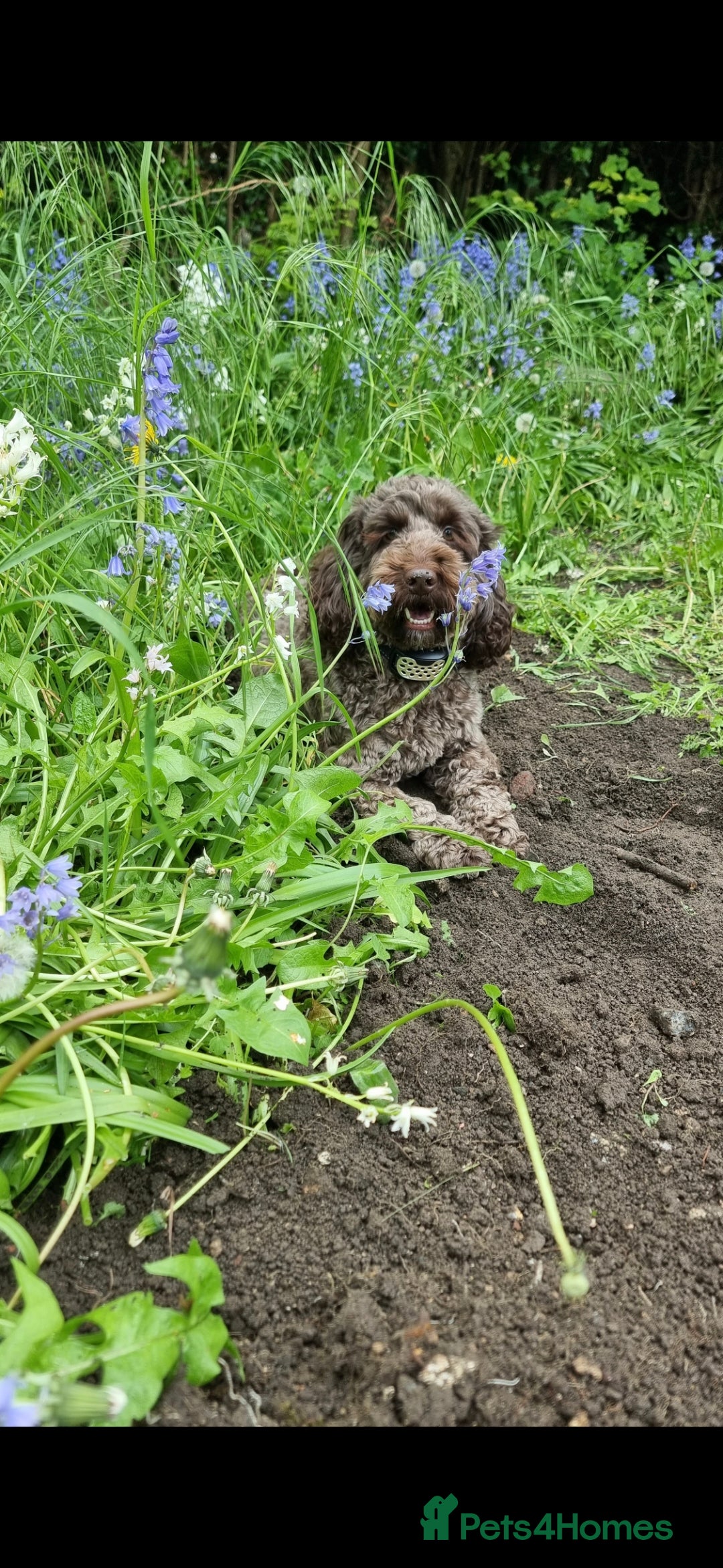Cockapoo dogs for sale: 4year old Male cockerpoo  - Image 3