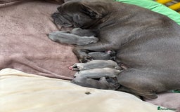 French Bulldog dogs for sale: French bulldog Pups  - Image 11